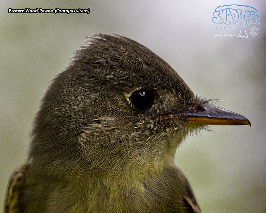 Eastern Wood-Pewee - Contopus virens