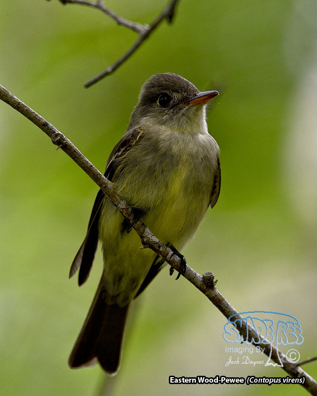 Eastern Wood-Pewee - Contopus virens