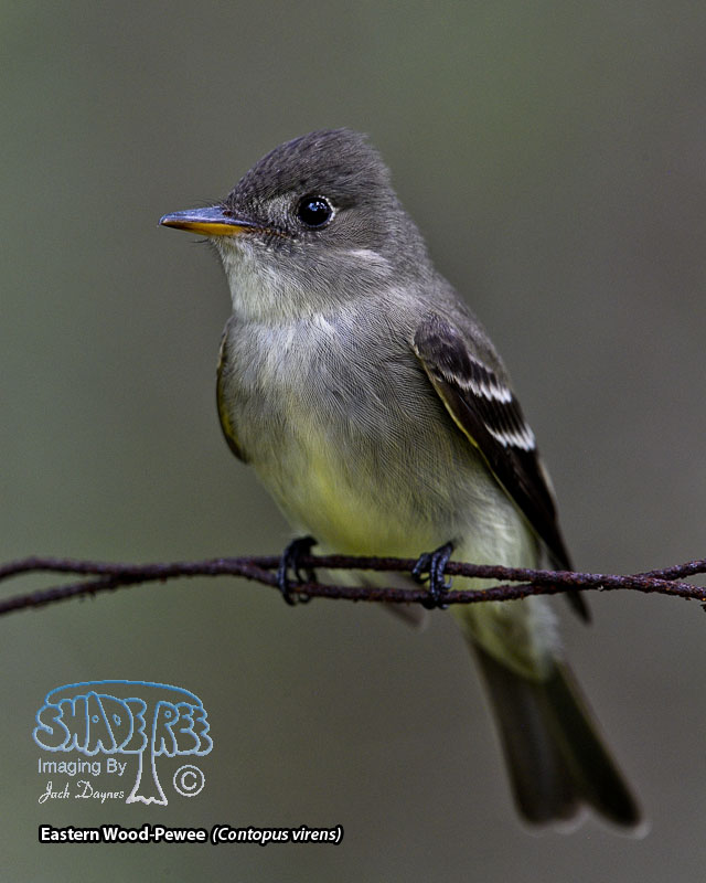 Eastern Wood-Pewee - Contopus virens