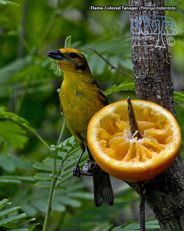 Flame-Colored Tanager - Piranga bidentata