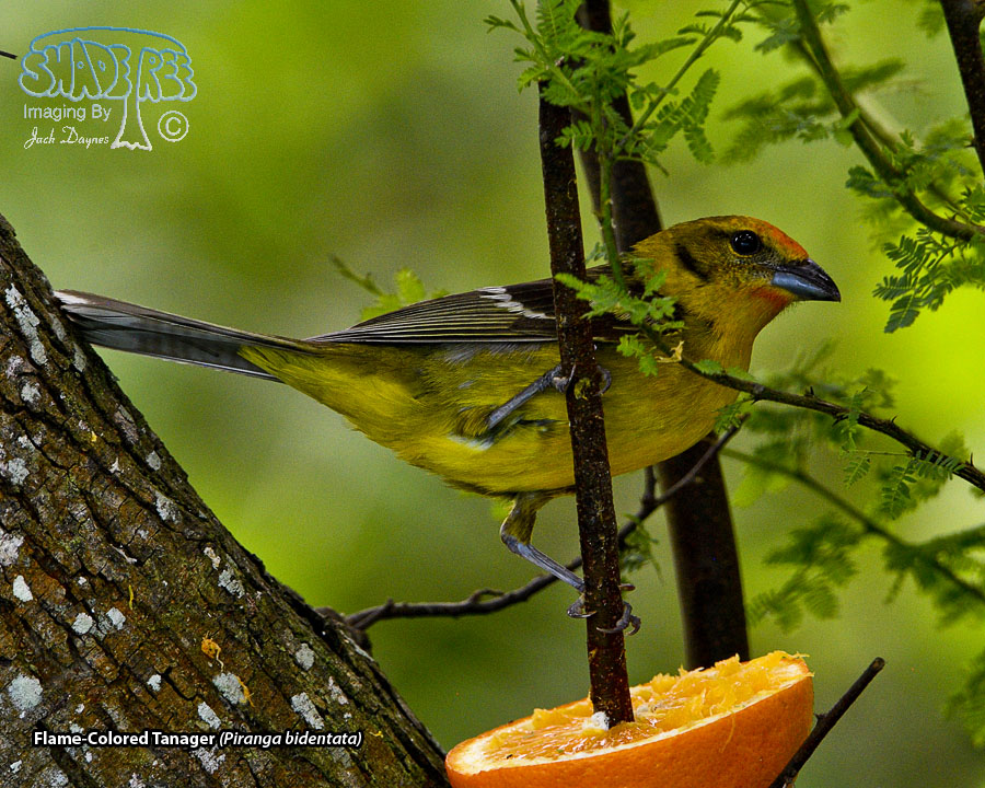 Flame-Colored Tanager - Piranga bidentata