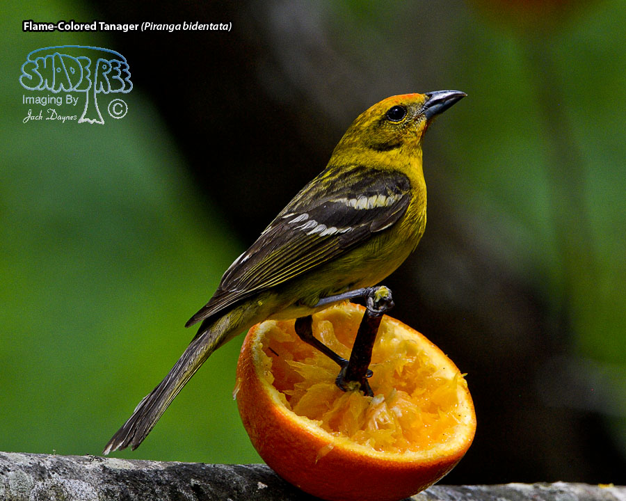 Flame-Colored Tanager - Piranga bidentata