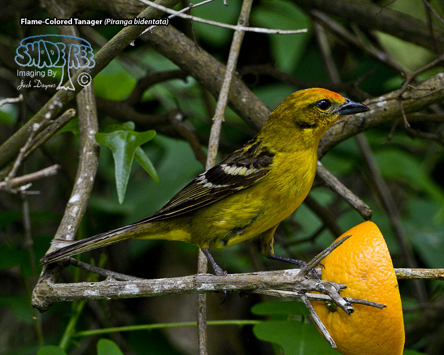 Flame-Colored Tanager - Piranga bidentata