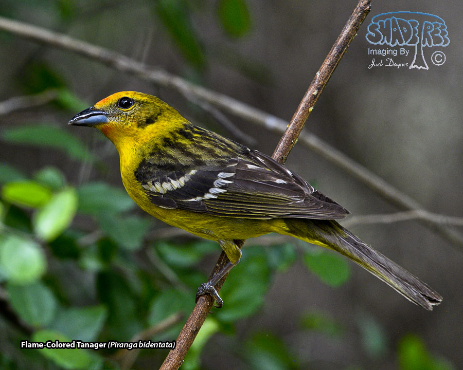 Flame-Colored Tanager - Piranga bidentata