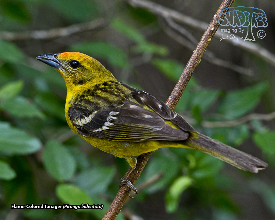 Flame-Colored Tanager - Piranga bidentata