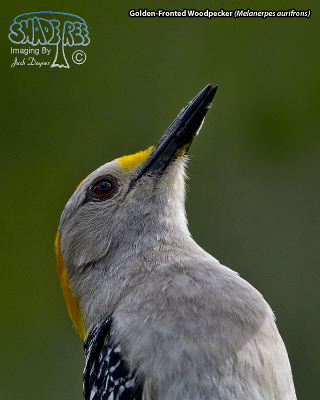 Golden-Fronted Woodpecker - Melanerpes aurifrons