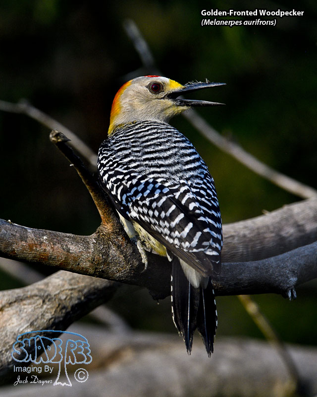 Golden-Fronted Woodpecker - Melanerpes aurifrons