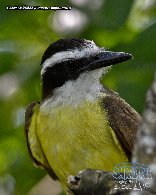 Great Kiskadee - Pitangus sulphuratus