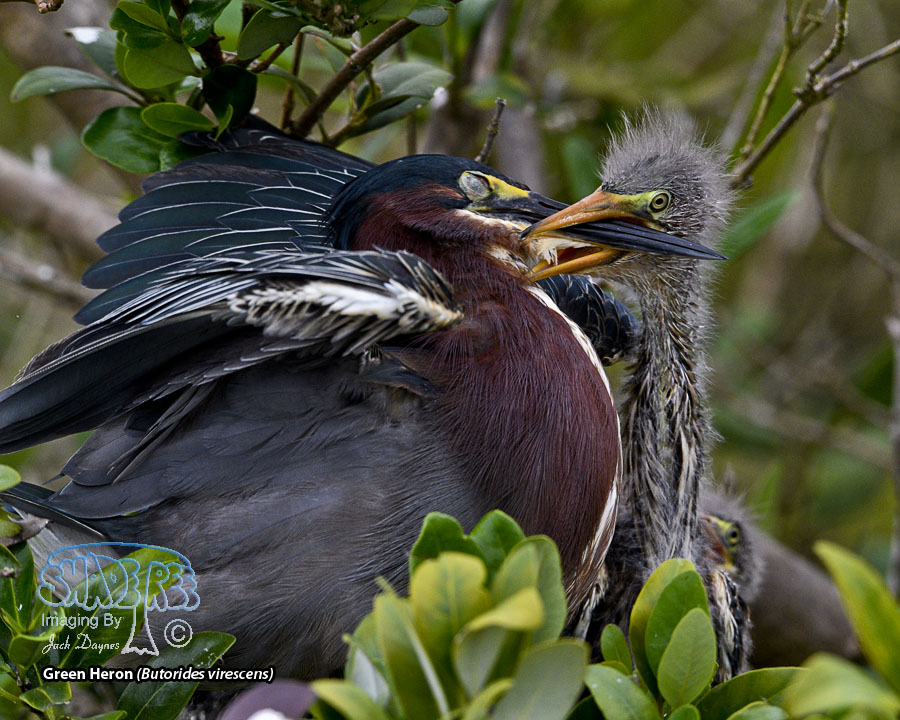 Green Heron - Butorides virescens