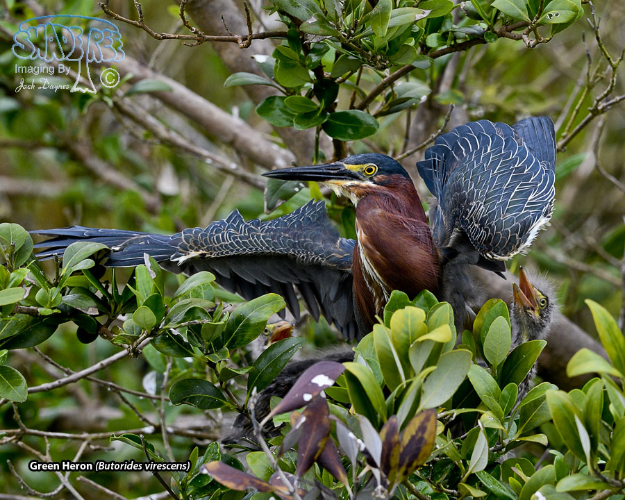 Green Heron - Butorides virescens