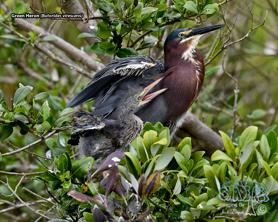 Green Heron - Butorides virescens