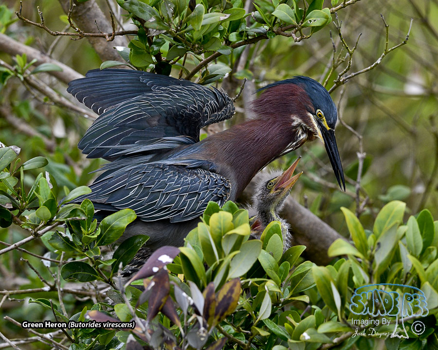 Green Heron - Butorides virescens