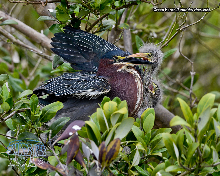 Green Heron - Butorides virescens