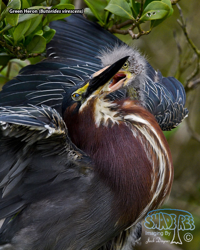 Green Heron - Butorides virescens