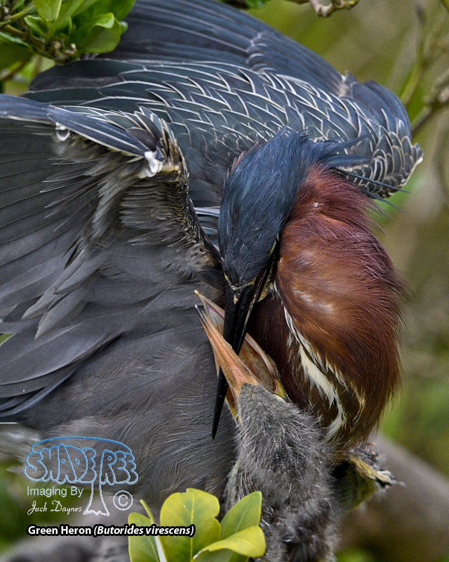 Green Heron - Butorides virescens