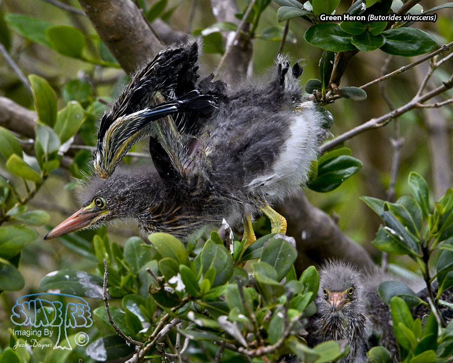 Green Heron - Butorides virescens