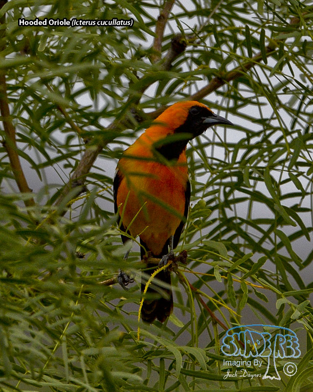Hooded Oriole - Icterus cucullatus