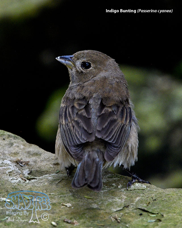 Indigo Bunting - Passerina cyanea
