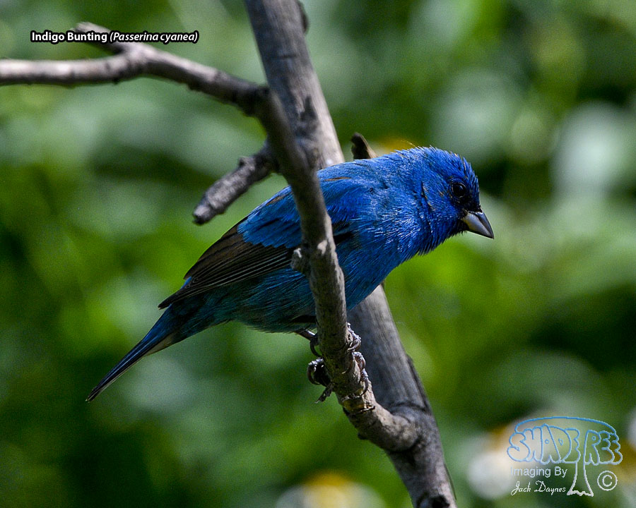 Indigo Bunting - Passerina cyanea