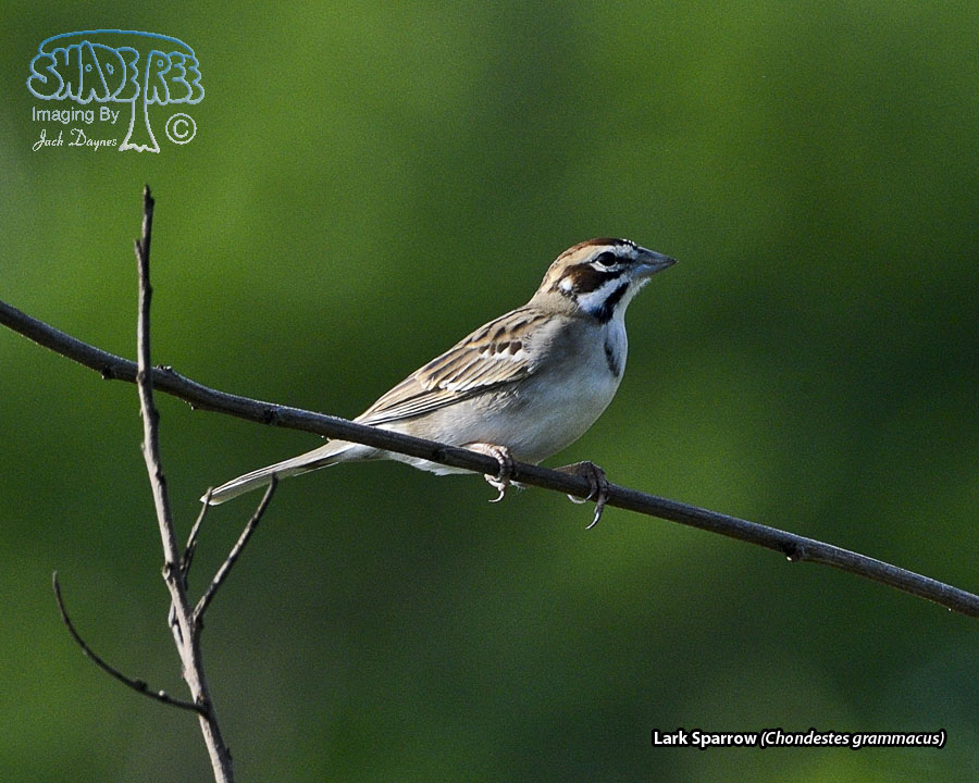 Lark Sparrow - Chondestes grammacus