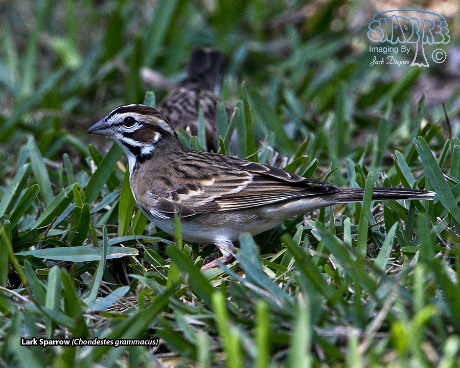 Lark Sparrow - Chondestes grammacus