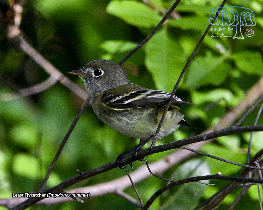 Least Flycatcher - Empidonax minimus