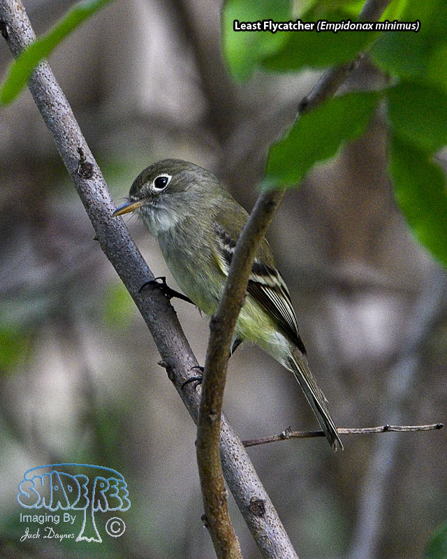 Least Flycatcher - Empidonax minimus