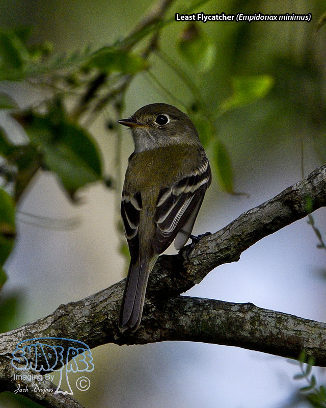 Least Flycatcher - Empidonax minimus