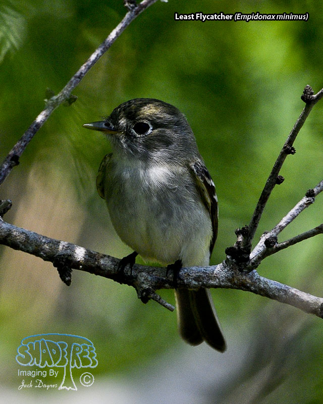 Least Flycatcher - Empidonax minimus