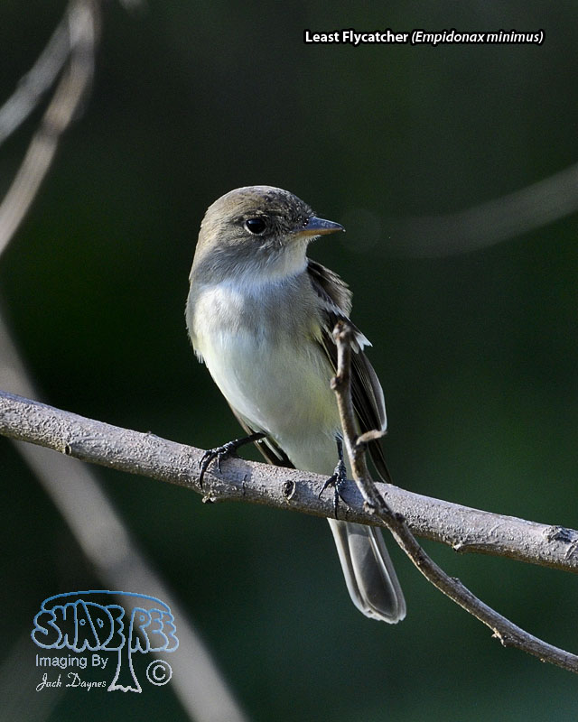 Least Flycatcher - Empidonax minimus