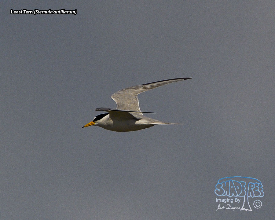 Least Tern - Sternula antillarum