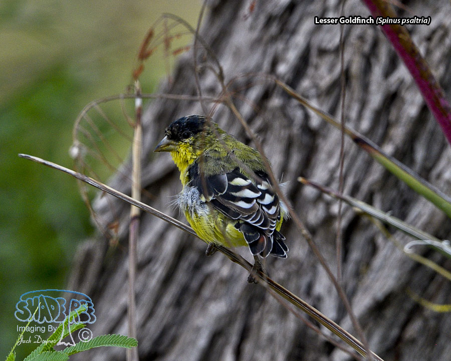 Lesser Goldfinch - Spinus psaltria