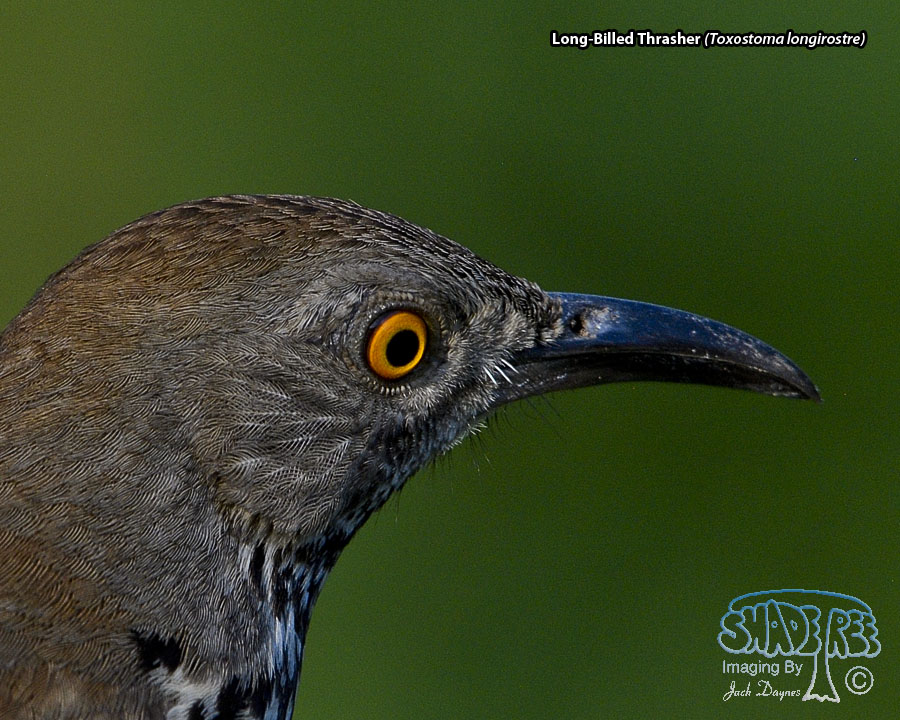 Long-Billed Thrasher - Toxostoma longirostre