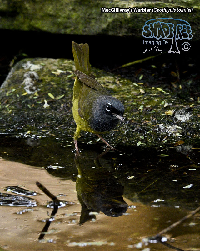 MacGillivray's Warbler - Geothlypis tolmiei