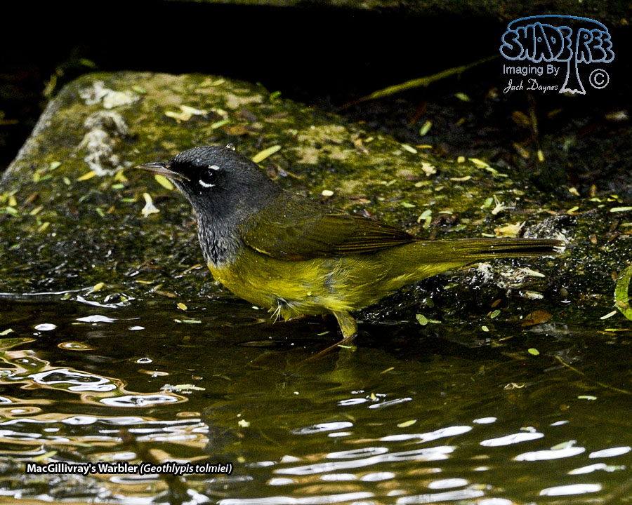 MacGillivray's Warbler - Geothlypis tolmiei