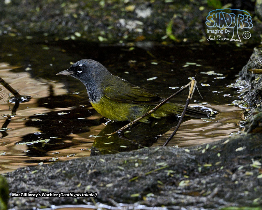 MacGillivray's Warbler - Geothlypis tolmiei