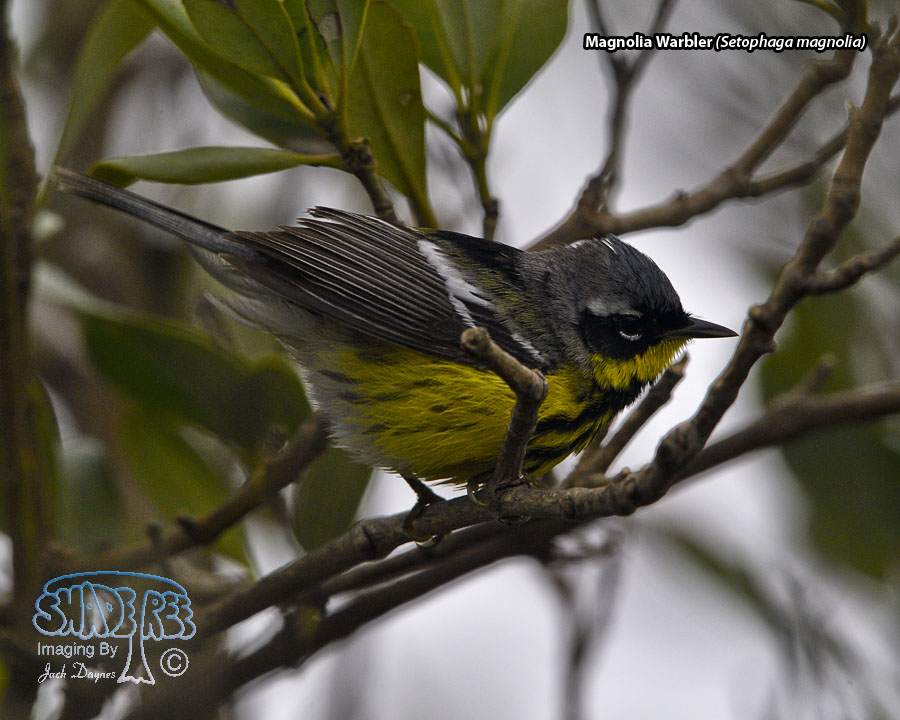 Magnolia Warbler - Setophaga magnolia