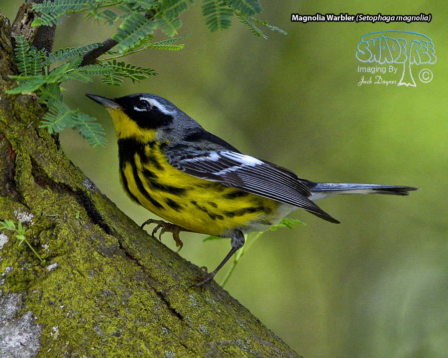 Magnolia Warbler - Setophaga magnolia