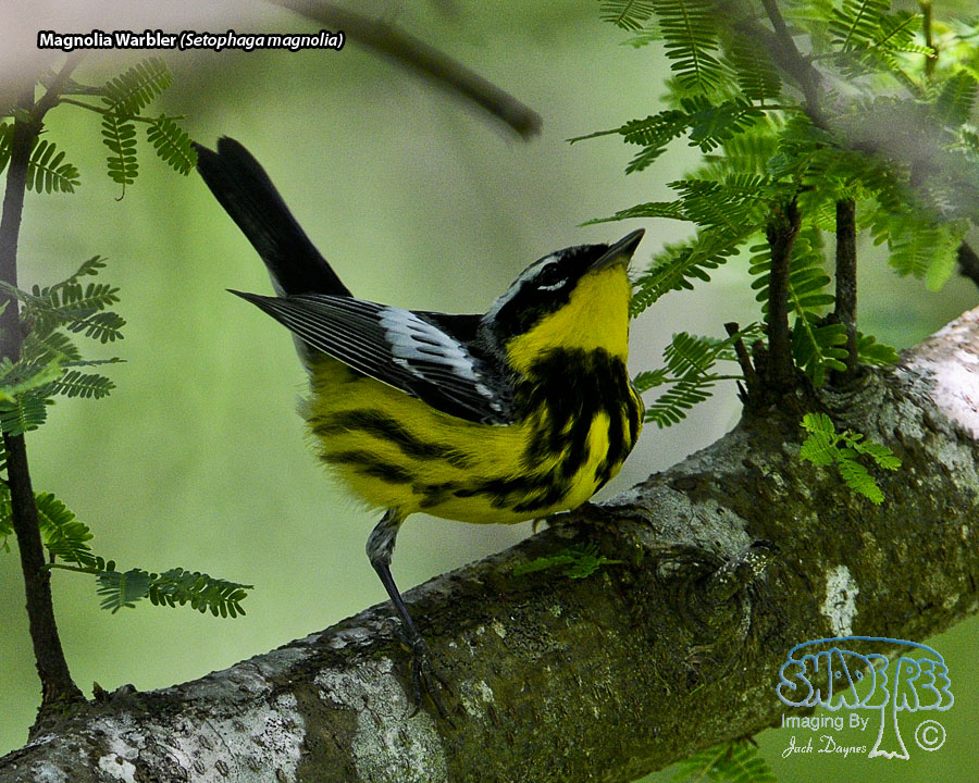 Magnolia Warbler - Setophaga magnolia