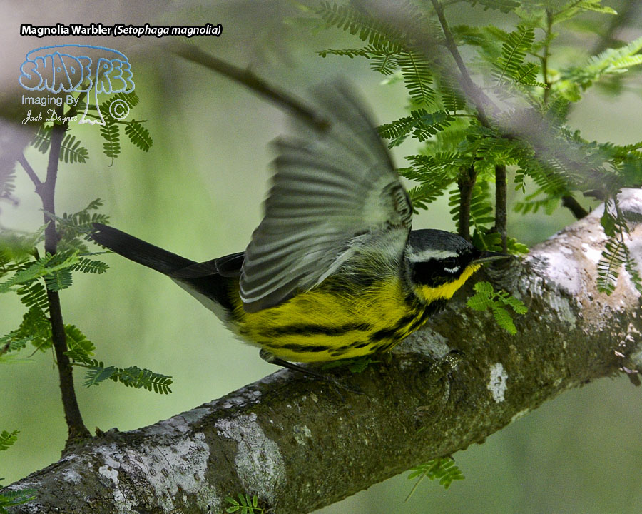 Magnolia Warbler - Setophaga magnolia