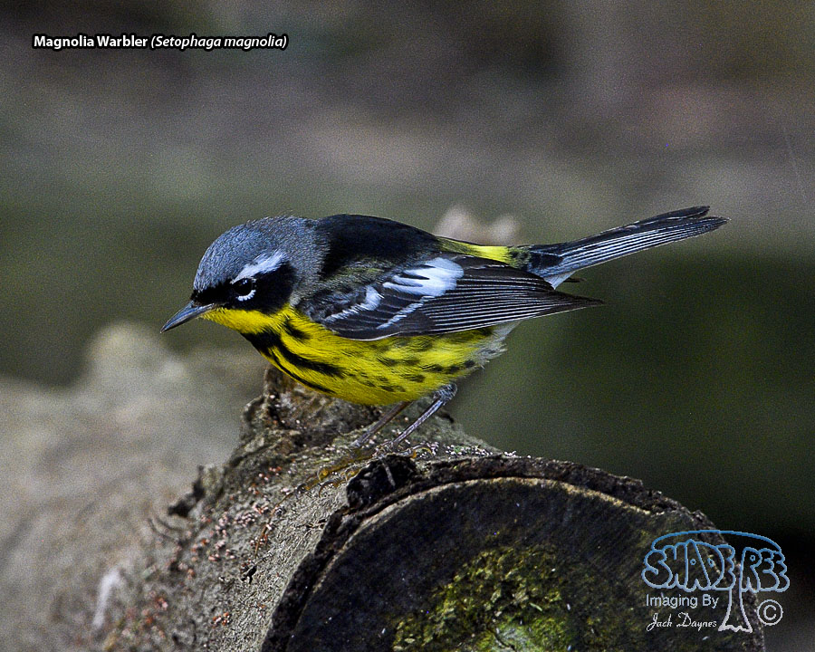Magnolia Warbler - Setophaga magnolia
