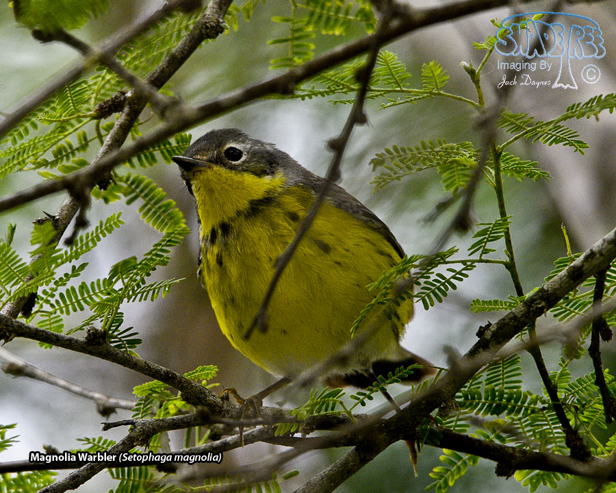 Magnolia Warbler - Setophaga magnolia