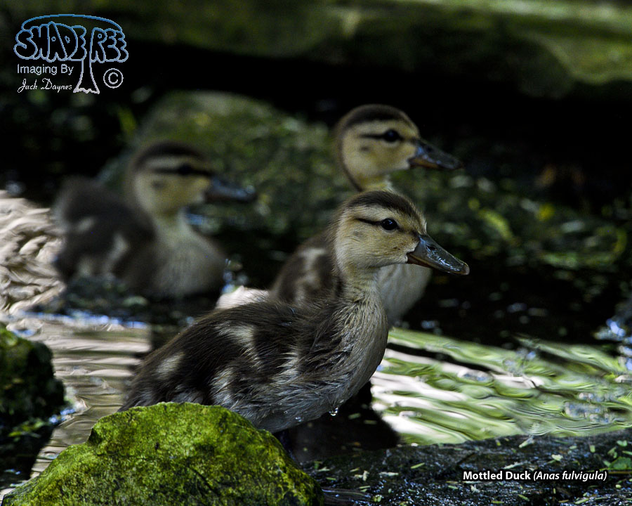 Mottled Duck - Anas fulvigula