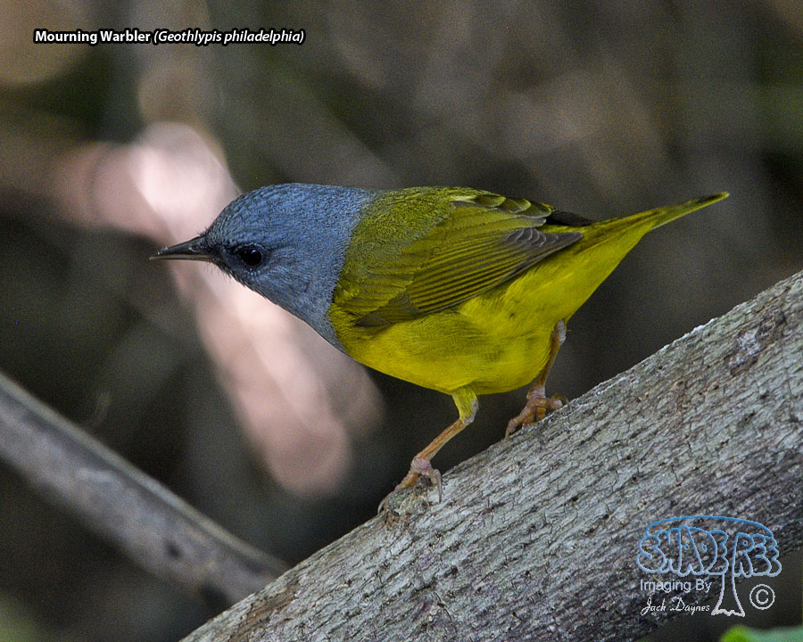 Mourning Warbler - Geothlypis philadelphia