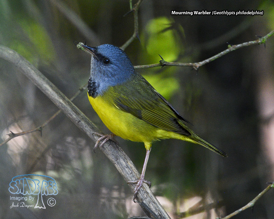 Mourning Warbler - Geothlypis philadelphia