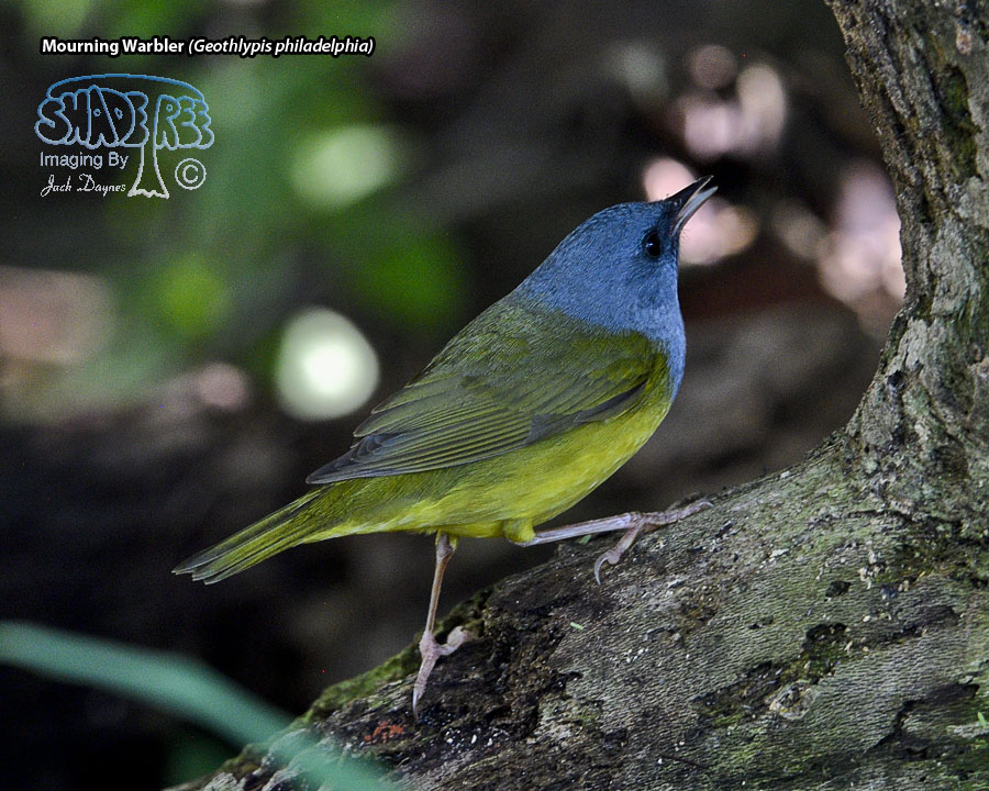 Mourning Warbler - Geothlypis philadelphia