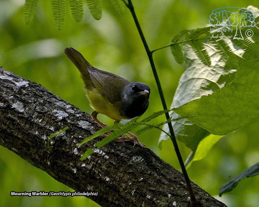 Mourning Warbler - Geothlypis philadelphia