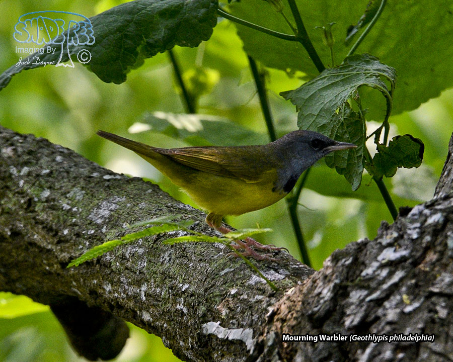 Mourning Warbler - Geothlypis philadelphia