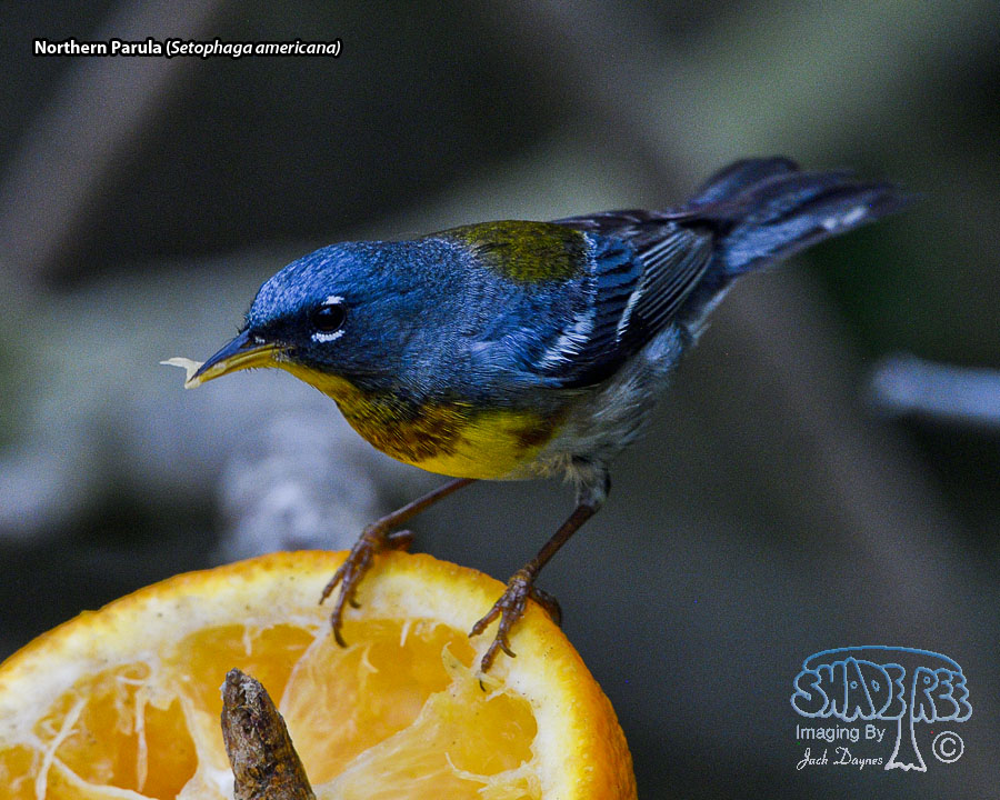 Northern Parula - Setophaga americana