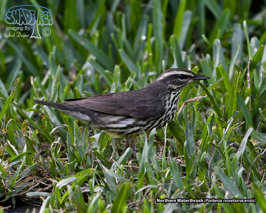 Northern Waterthrush - Parkesia noveboracensis
